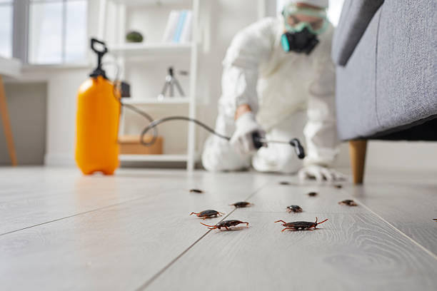 Post-Treatment Bed Bug Interceptor Monitoring in Calcium